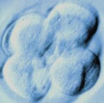 Immagine al microscopio di un embrione