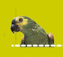 Il pappagallo simbolo della mostra Iberamericana