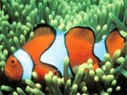 pesce-clown abitante tipico della barriera corallina