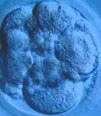 Prime fasi dello sviluppo embrionale