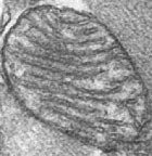 un mitocondrio