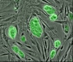 Cellule staminali embrionali di topo