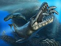 Torna in mostra il coccodrillo fossile del Giurassico