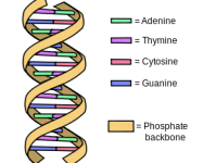 Presentato il sequenziatore per lo studio del genoma