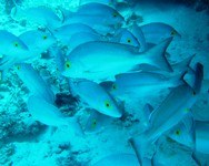 Uno studio globale rivela nuove &quot;culle&quot; di biodiversità marina