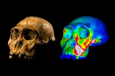 Evoluzione e masticazione niente cibi duri per i nostri antenati