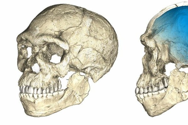 Due viste di una ricostruzione composita digitale dei primi fossili di Homo sapiens dal sito di Jebel Irhoud basata su scansioni micro-tomografiche di vari fossili originali. Credit: Philipp Gunz, MPI EVA Leipzig, License: CC-BY-SA 2.0.