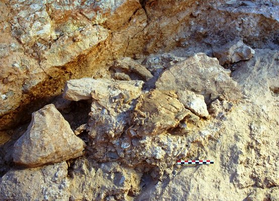 Due dei nuovi fossili di Jebel Irhoud così come sono stati trovati durante gli scavi. Credit: Steffen Schatz, MPI EVA Leipzig, License: CC-BY-SA 2.0.