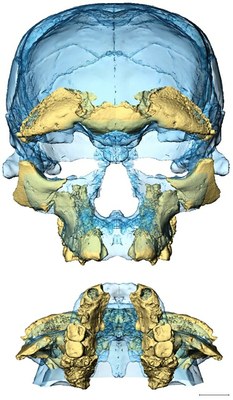 Due viste del volto di Irhoud 10. Le configurazioni moderne dello scheletro facciale erano già presenti 300 mila anni fa nei primi reperti di Homo sapiens mai trovati. Credit: Sarah Freidline, MPI EVA Leipzig.