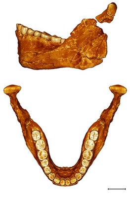 Grazie a questa ricostruzione della mandibola di Irhoud 11 è possibile fare paragoni sia con altre specie arcaiche, come i Neandertal, che con le prime manifestazioni anatomiche di uomo moderno. Credit: Jean-Jacques Hublin, MPI EVA Leipzig.