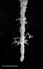Una stalattite di sale, con piccole eccentriche che spuntano dalla sua superficie - Foto Riccardo De Luca, La Venta Esplorazioni Geografiche