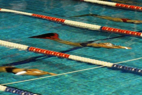 Articoli per il nuoto