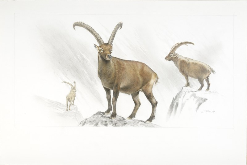 Illustration of an Alpine ibex (Image: Mauro Cutrona - MUSE)