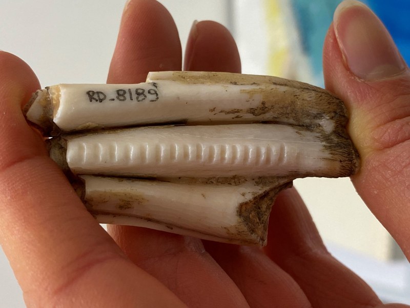 Image of sampling performed on ibex teeth (Photo: University of Modena and Reggio Emilia)