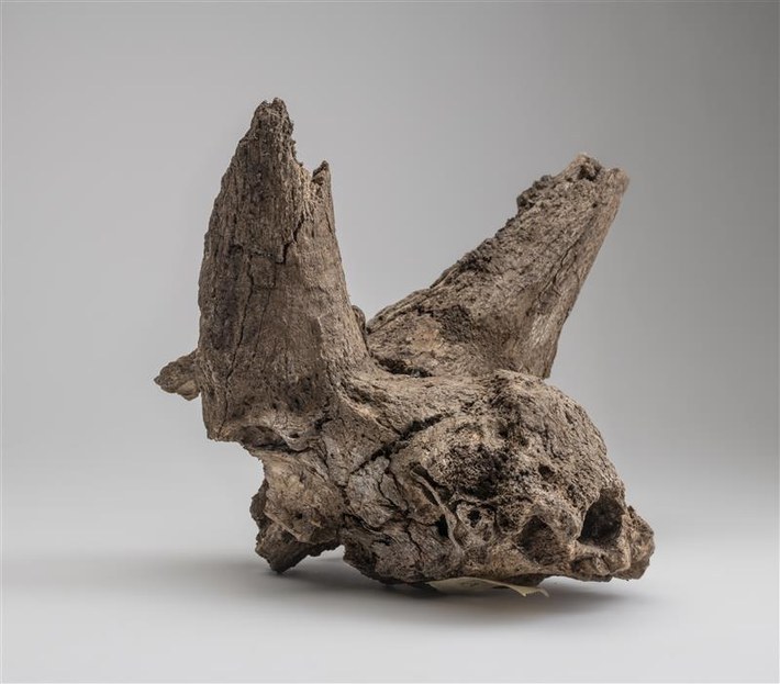 Ibex skull found at Riparo Dalmeri (Photo: MUSE)