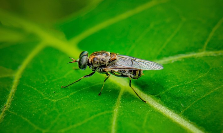 Black soldier fly farming is a cost-effective way to obtain a rich source of protein