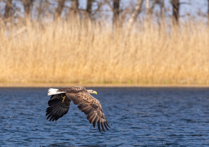 A white-tailed sea eagle in the Oder Delta area