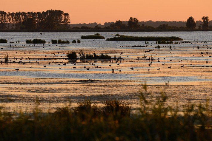 Rewilding initiatives are underway in the Oder Delta (Photo: Staffan Widstrand / Rewilding Europe)