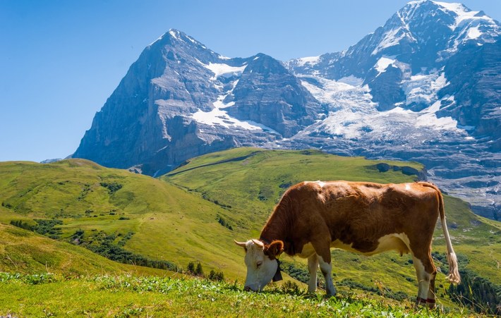 A typical Alpine pasture landscape