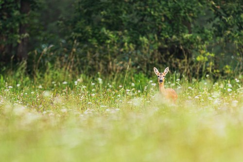 When Nature Reclaims Its Space