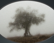 Alla Basilica dei Servi un concerto a sostegno delle popolazioni terremotate