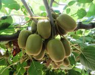 L'Alma Mater "inventa" una nuova varietà di kiwi, firmato l'accordo per la produzione