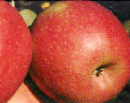 Ancora frutta Unibo a chilometro zero