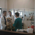 Veterinari