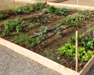 Arrivano gli orti urbani