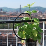 Arriva in città il primo orto verticale