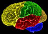 Cervello