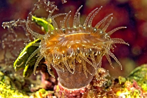 Esemplare di Balanophyllia europaea. Immagini realizzate dal fotografo naturalista Gianni Neto