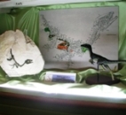 Scipionyx samniticus