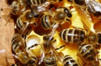 Due ricercatori Unibo tra gli autori di uno degli articoli insigniti del Premio Cozzarelli 2013