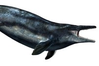 E' di un mosasauro il fossile scoperto in una cava di Secchiano, in Romagna