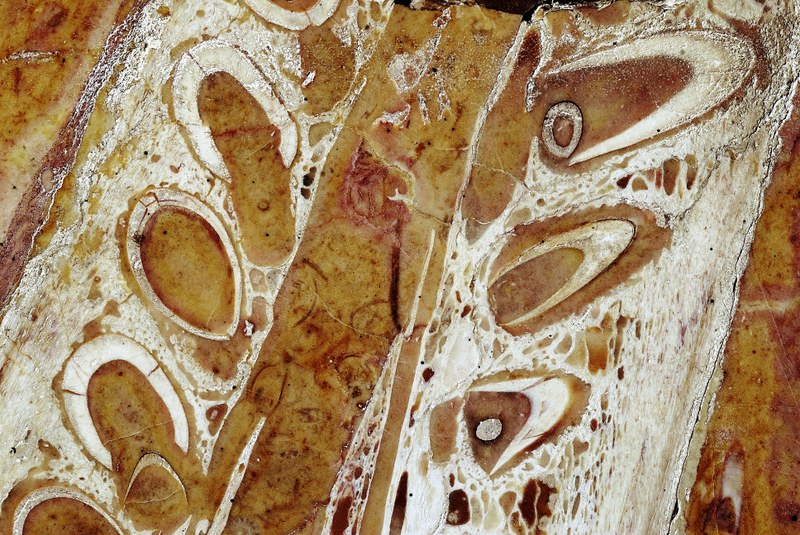 Ecco il coccodrillo più antico del mondo