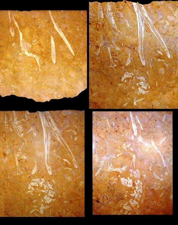 Ecco il coccodrillo più antico del mondo