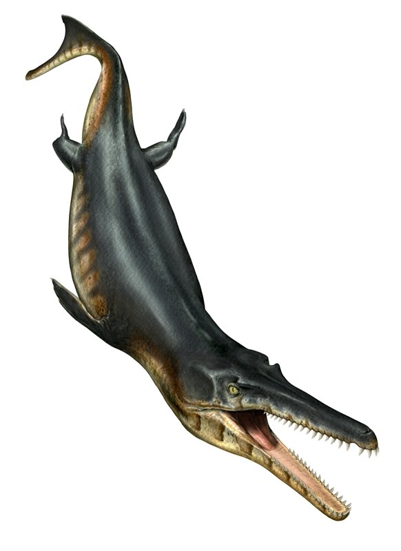 Ecco il coccodrillo più antico del mondo