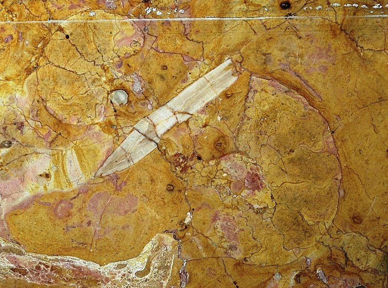 Ecco il coccodrillo più antico del mondo