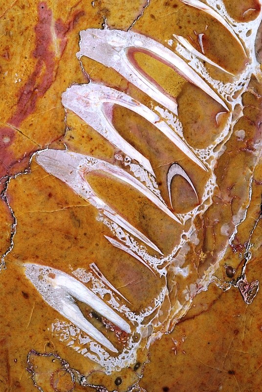 Ecco il coccodrillo più antico del mondo