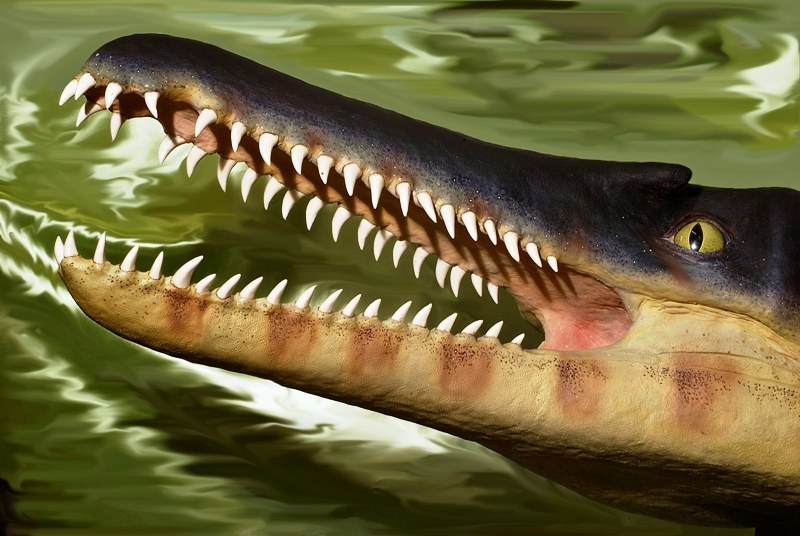 Ecco il coccodrillo più antico del mondo