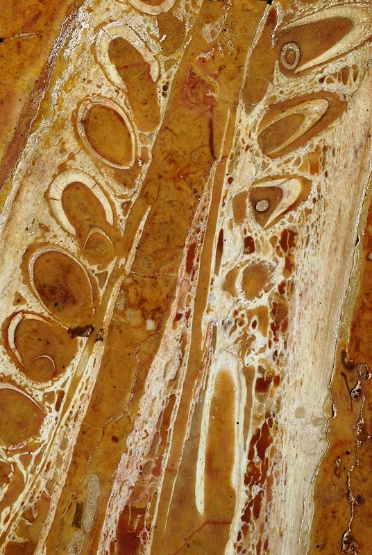 Ecco il coccodrillo più antico del mondo