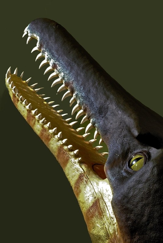 Ecco il coccodrillo più antico del mondo