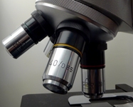 Escherichia Coli Enteromorragica: globuli bianchi sentinelle per l'organismo o