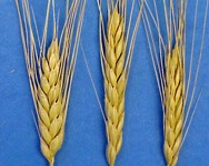 Ferro e farro nel "forno" di Unibo