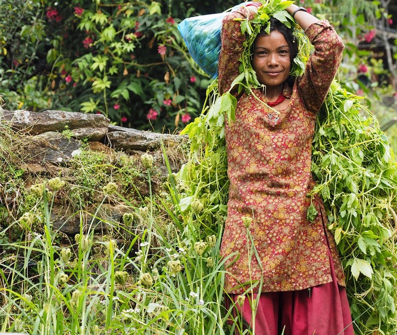 Ragazza di etnia Tamang al lavoro nei campi di miglio che circondano il villaggio di Simigaon (2000 m) (Foto di Marco Sazzini)