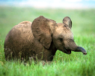 Gli elefanti "sismologi" scampati allo tsunami