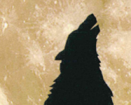 Halloween a Zoologia