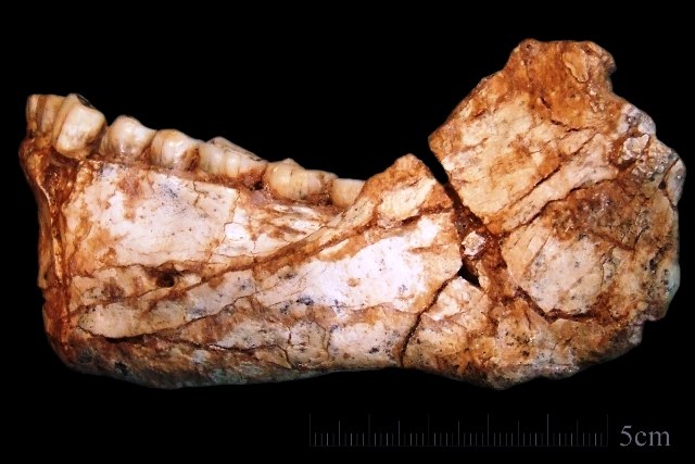 La mandibola Irhoud 11: si tratta della prima mandibola di uomo adulto quasi completa scoperta nel sito di Jebel Irhoud. Credit: Jean-Jacques Hublin, MPI EVA Leipzig.