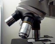 Il virus che uccide selettivamente i tumori